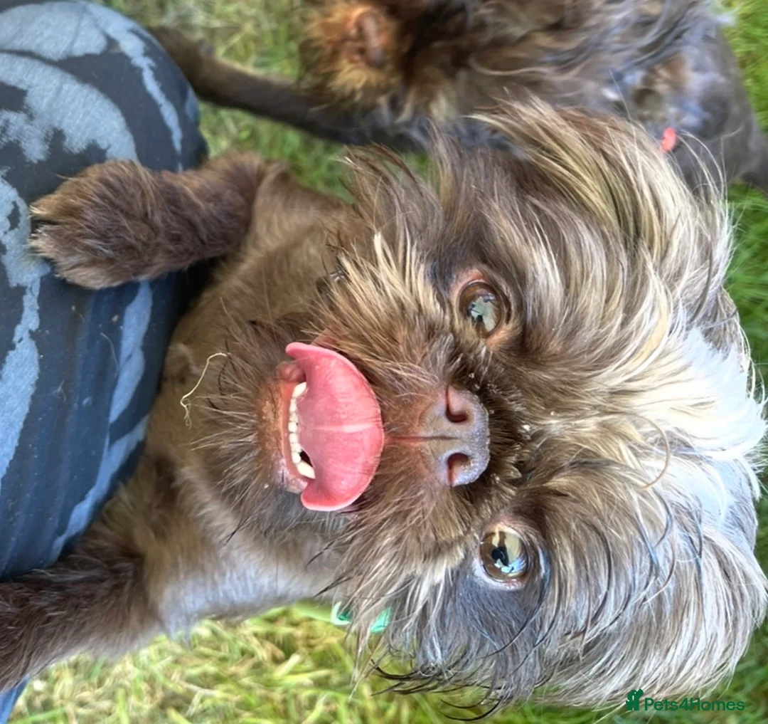 Griffon Bruxellois dogs for sale: Gorgeous Rough Coated 3 Year Old griffon Girl  - Advert 5