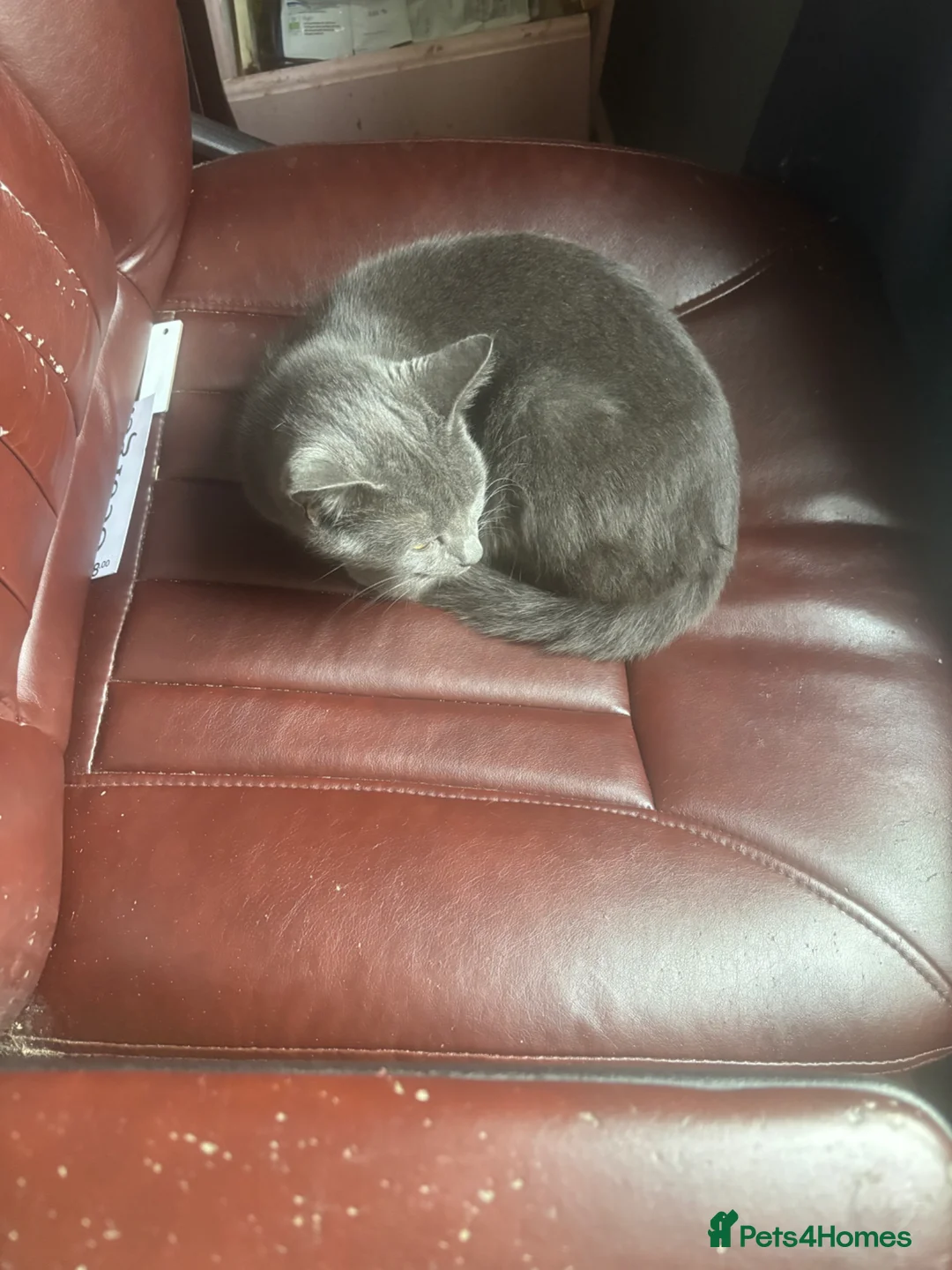 Mixed Breed cats for sale: Female cat  - Advert 2