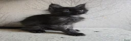 Maine Coon cats for sale: READY NOW Black Smoke Maine Coon Kitten - Advert 12