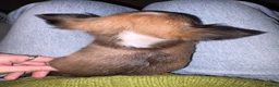Chihuahua dogs for sale: Long coat chihuahuas  - Advert 18