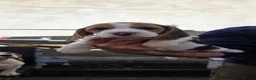 Beagle dogs for sale: 🐾Beautiful Beagle Puppies For Sale!🐶💕 - Advert 29