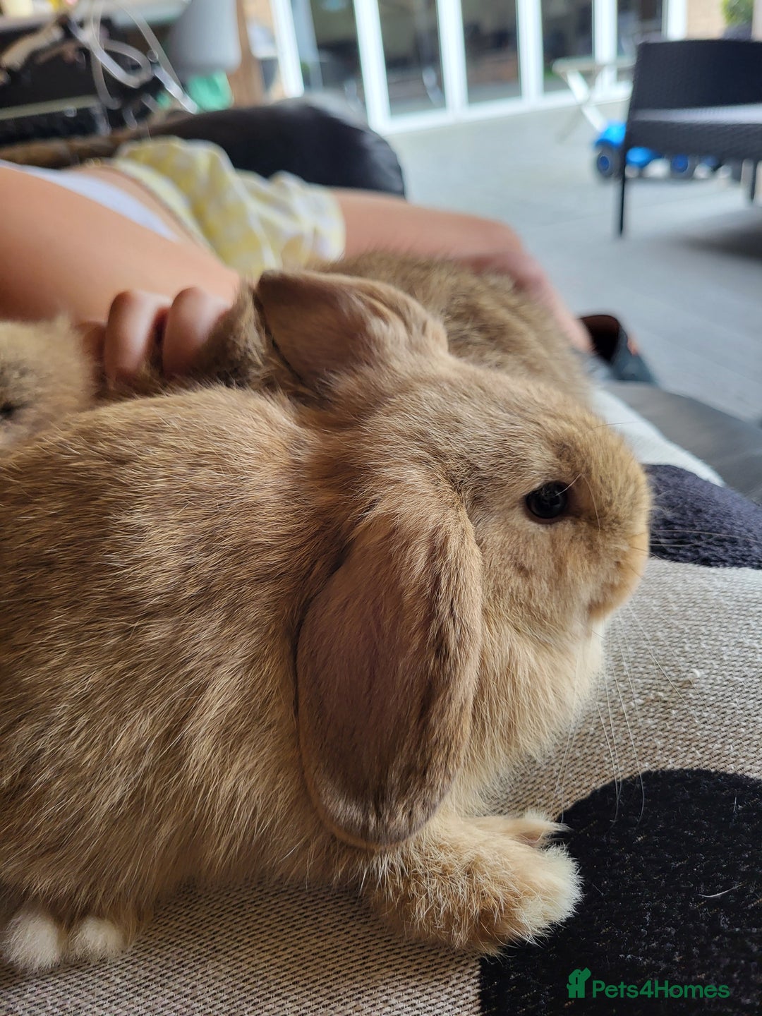 Mini Lop rabbits for sale: Mini Lop Bunnies Ready to leave shortly - Image 2