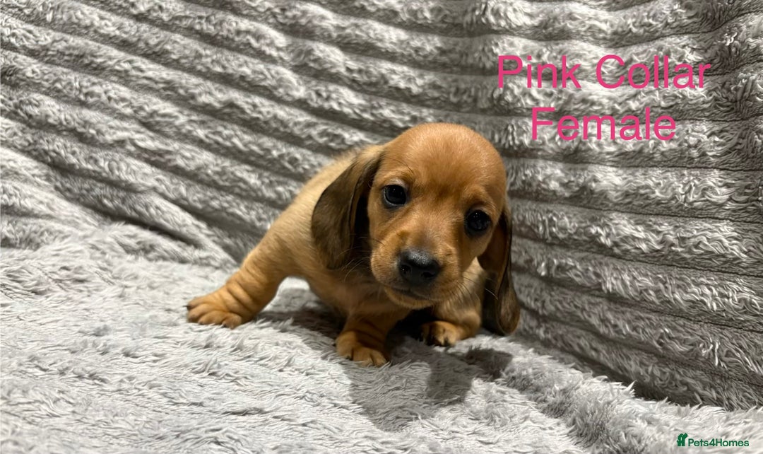 Miniature Dachshund dogs for sale: Miniature Dachshund Puppies💕 - Advert 11