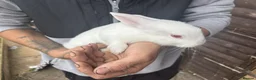 Rex rabbits for sale: Beautiful albino Rex  - Advert 4