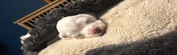 Bichon Frise dogs for sale: Bichon Maltese - Advert 6