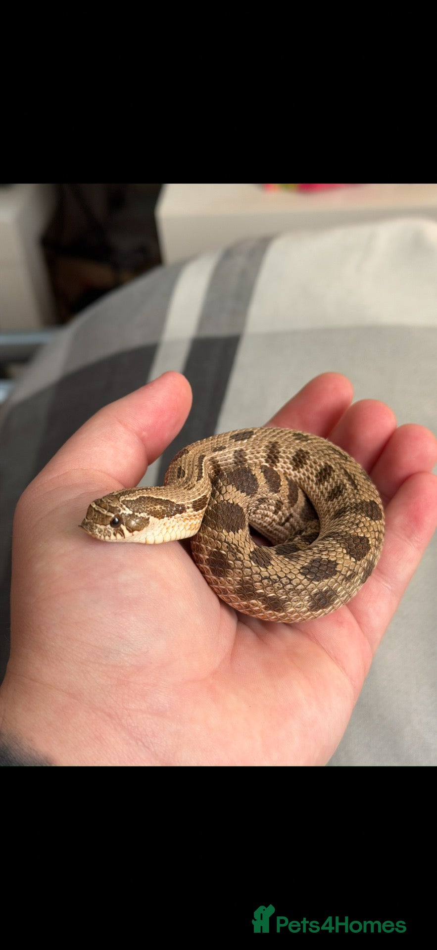 Snake reptiles Male Western Hognose – Conda 100% Het Albino 🐍 - Advert 2