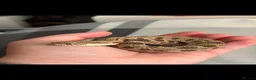 Snake reptiles for sale: Male Western Hognose – Conda 100% Het Albino 🐍 - Advert 1