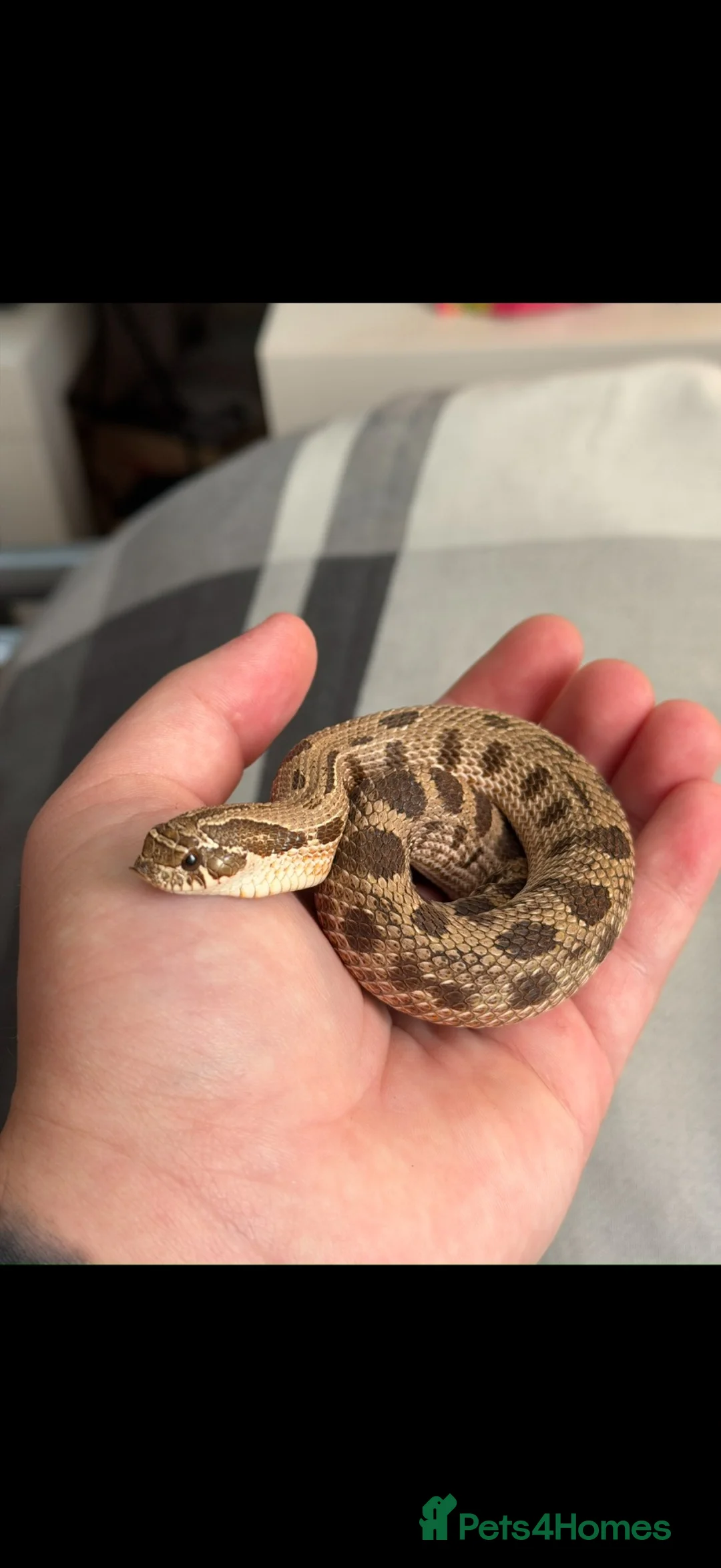 Snake reptiles for sale: Male Western Hognose – Conda 100% Het Albino 🐍 - Advert 1