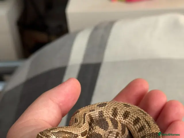 Snake reptiles for sale: Male Western Hognose – Conda 100% Het Albino 🐍 - Advert 1