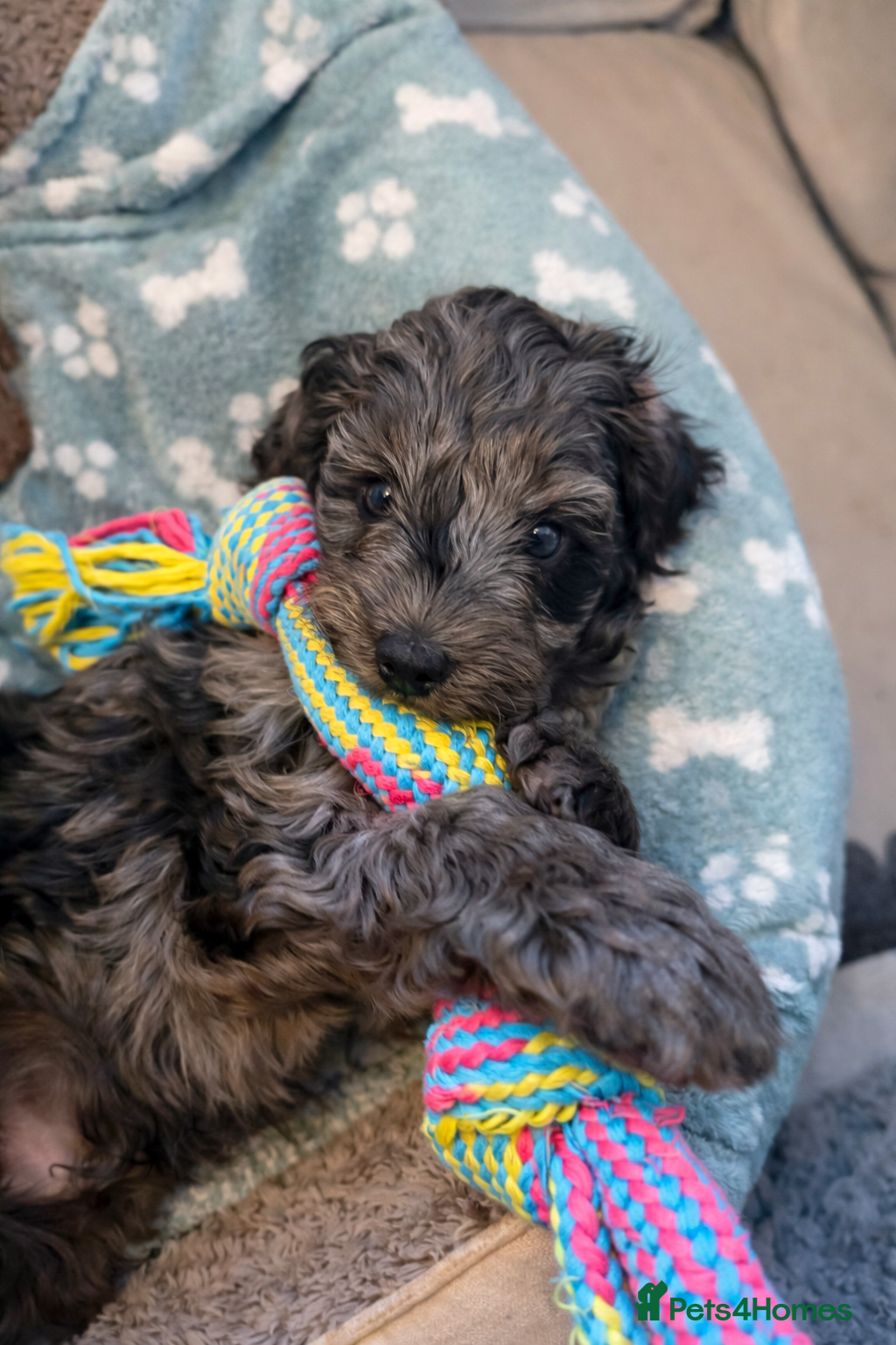 Cockapoo dogs 🐾💕 Exceptional F2 Cockapoo Puppies💕🐾 - Advert 4