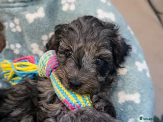 Cockapoo dogs 🐾💕 Exceptional F2 Cockapoo Puppies💕🐾 - Advert 4