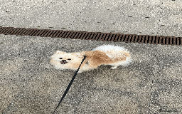 Pomeranian dogs for sale: Charismatic 3 Year Old Pomeranian: Meet Milo - Image 3