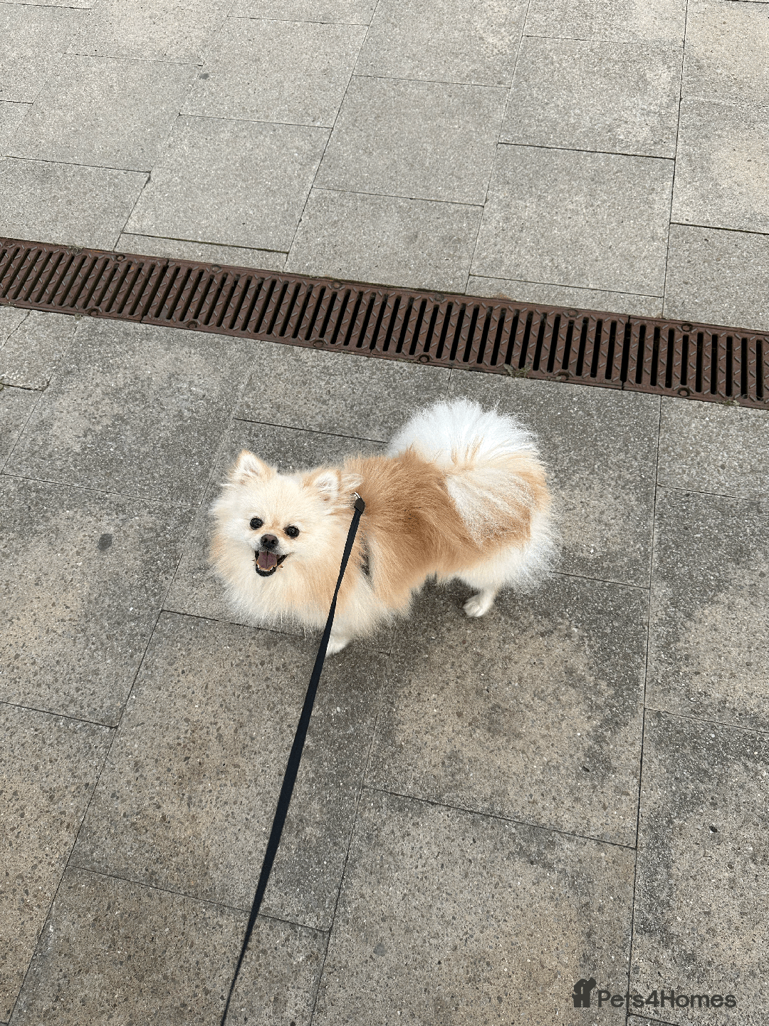 Pomeranian dogs for sale: Charismatic 3 Year Old Pomeranian: Meet Milo - Image 3