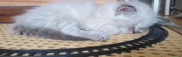 Ragdoll cats for sale: 2 female purebred ragdoll kittens for sale - Advert 5