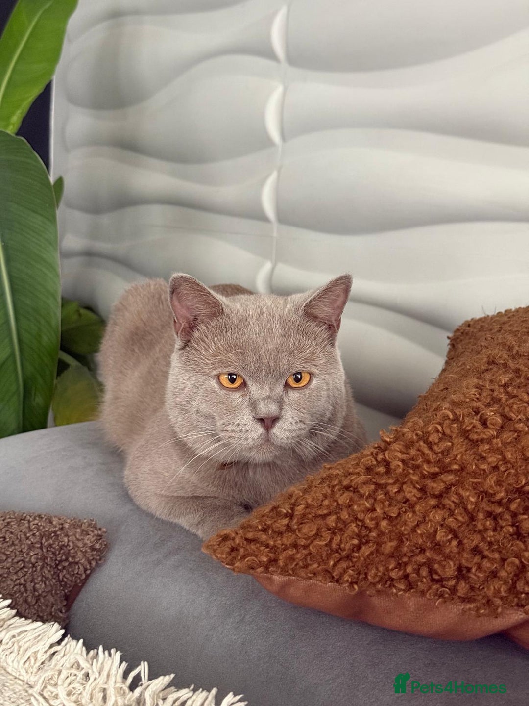 British Shorthair cats for sale: Beautiful British Shorthair kittens 3 Boys 2 Girls - Advert 5