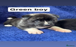 Akita dogs for sale: 5⭐️ Akita pups - Image 11