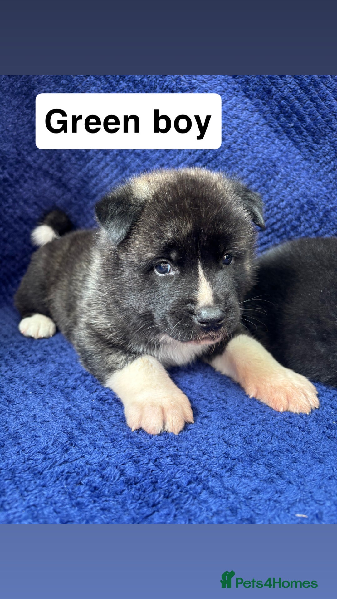 Akita dogs for sale: 5⭐️ Akita pups - Image 11