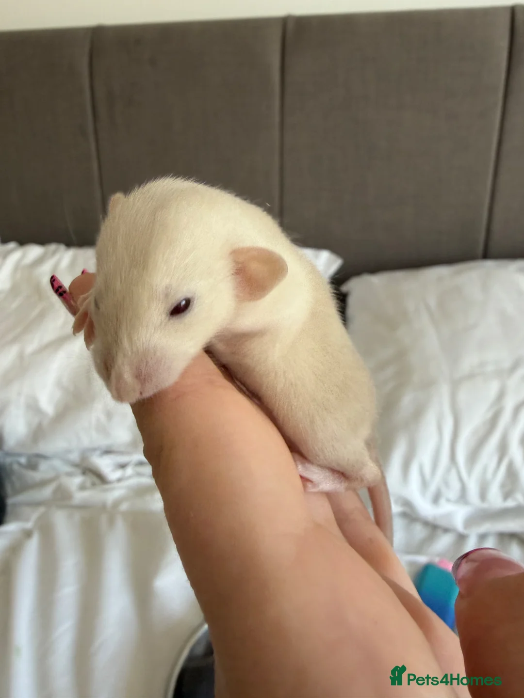 Rat rodents for sale: 13 baby rats in Bracknell - Advert 2