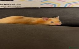 Hamster rodents for sale: Gorgeous male Syrian hamster  - Image 5