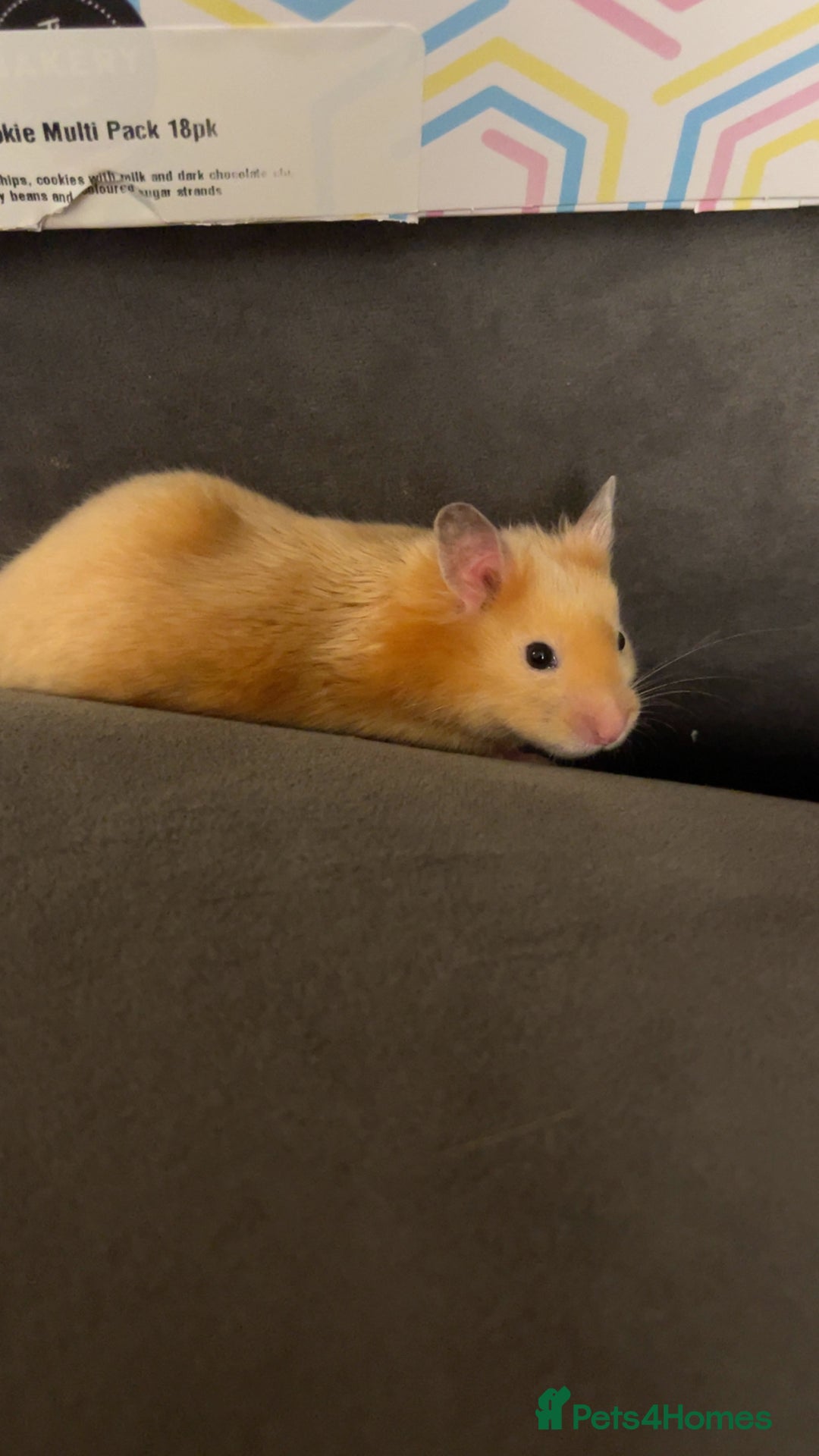 Hamster rodents for sale: Gorgeous male Syrian hamster  - Image 5