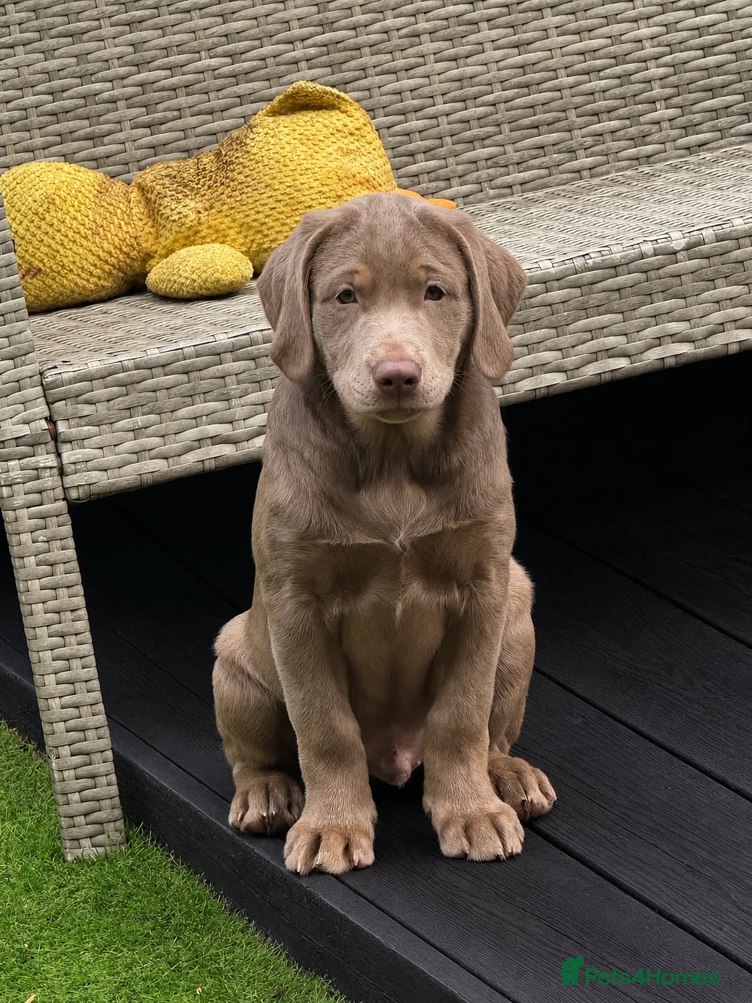 Labrador Retriever dogs !!Ready now!! Kc registered silver labrador boy!! - Advert 7