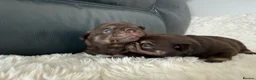 Pug dogs for sale: Kc chocolate and tan pug puppies  - Advert 20