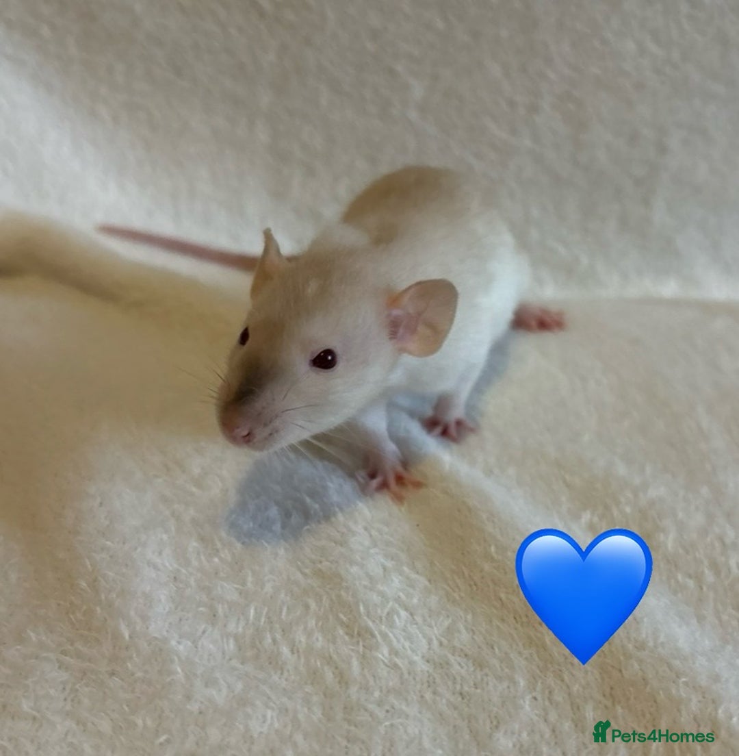 Rat rodents for sale: Baby Dumbo rats for sale - Advert 19