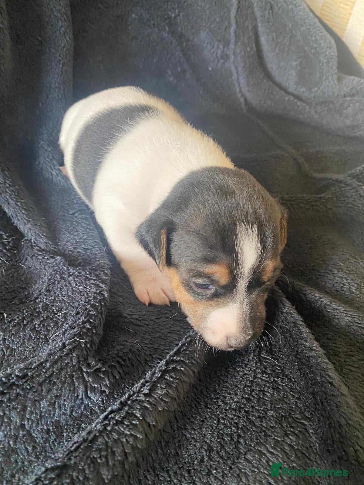 Jack Russell dogs Stunning litter of jackrussels  - Advert 2