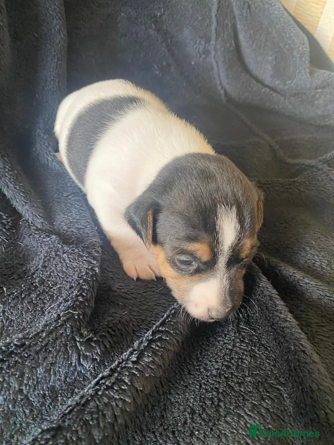 Jack Russell dogs for sale: Stunning litter of jackrussels  - Advert 2