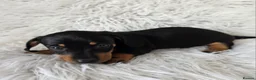 Miniature Dachshund dogs for sale: kc reg, pra clear daxi pups. 5* licensed breeder  - Advert 12