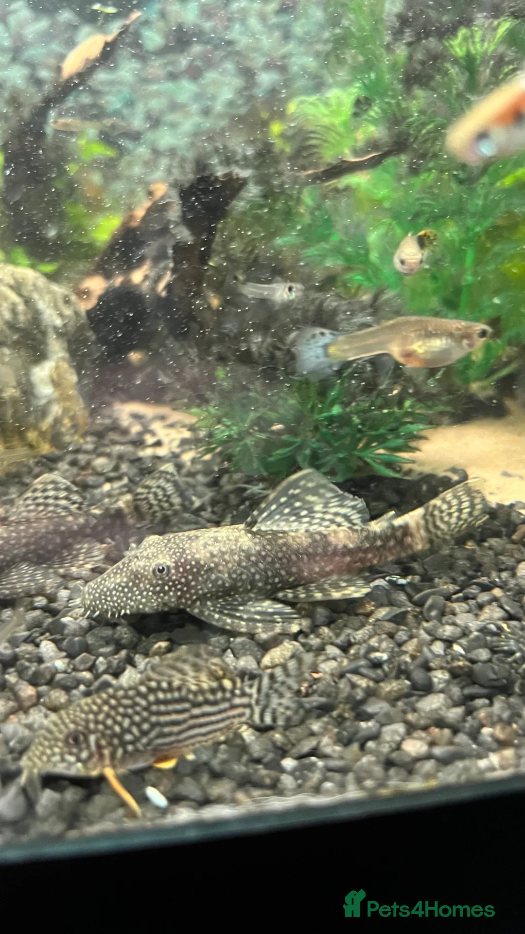 Plecos fish for sale: Common bristlenose plecostomus  - Advert 1