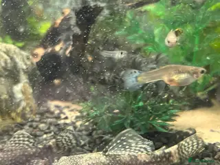 Plecos fish Common bristlenose plecostomus - Advert 17