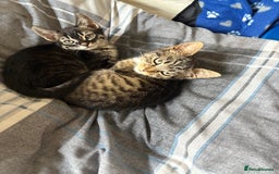 Mixed Breed cats for sale: two bonded kittens for sale £250 for both cats  - Image 8