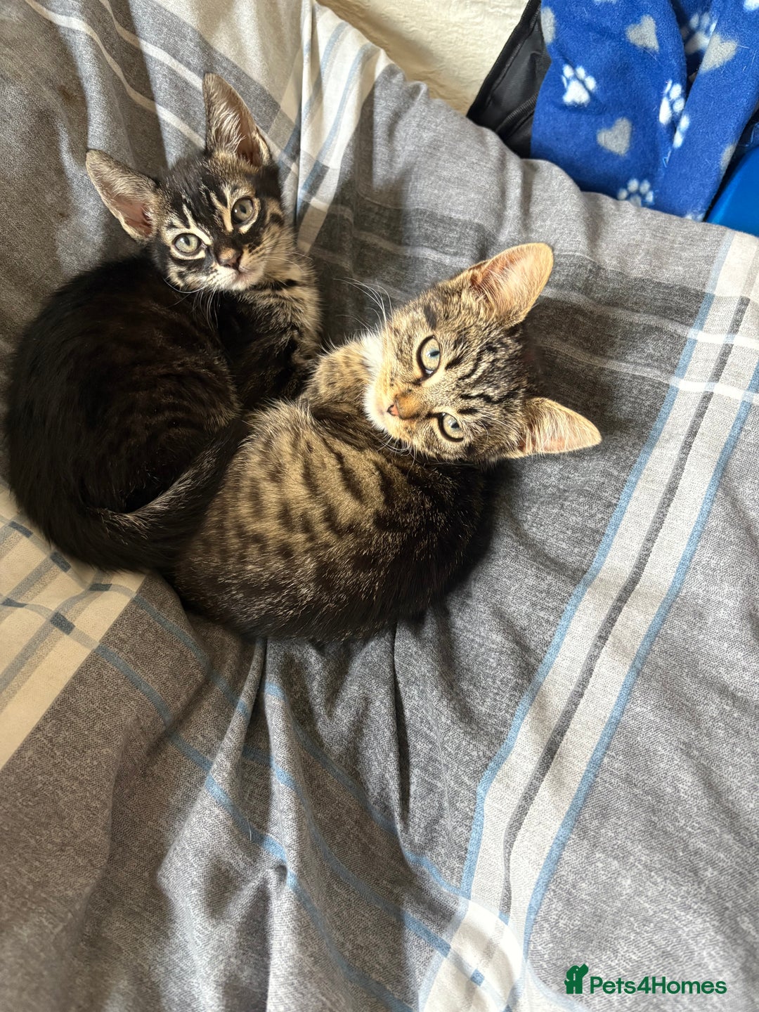Mixed Breed cats for sale: two bonded kittens for sale £250 for both cats  - Image 8