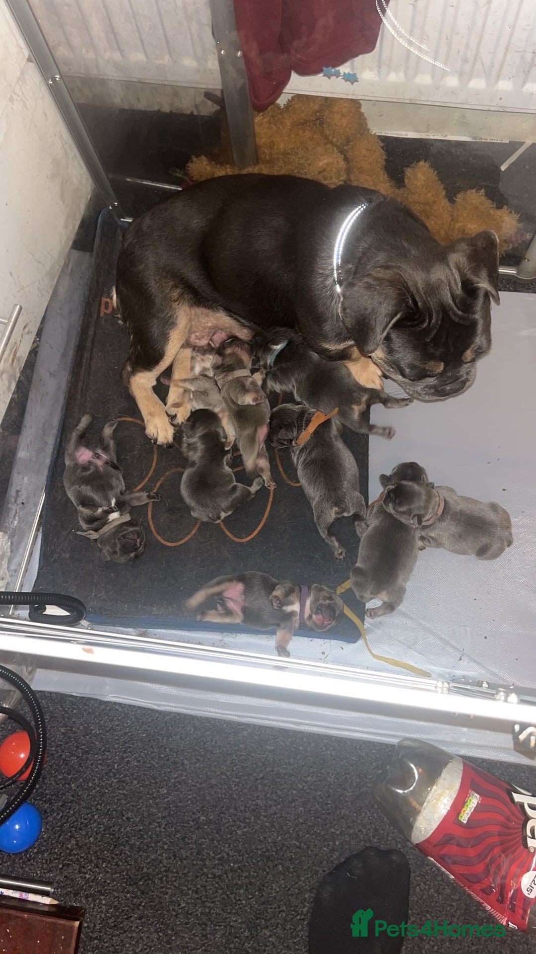 French Bulldog dogs for sale: 4 males and 1 female full French bulldogs  - Image 2