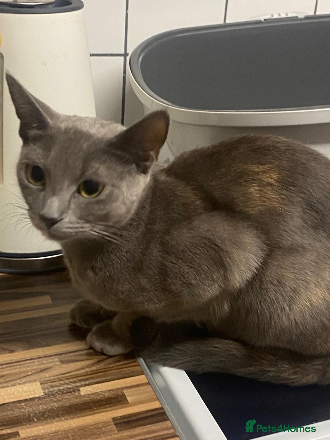 Domestic Shorthair cats for sale: Beautiful grey kittens - Image 10