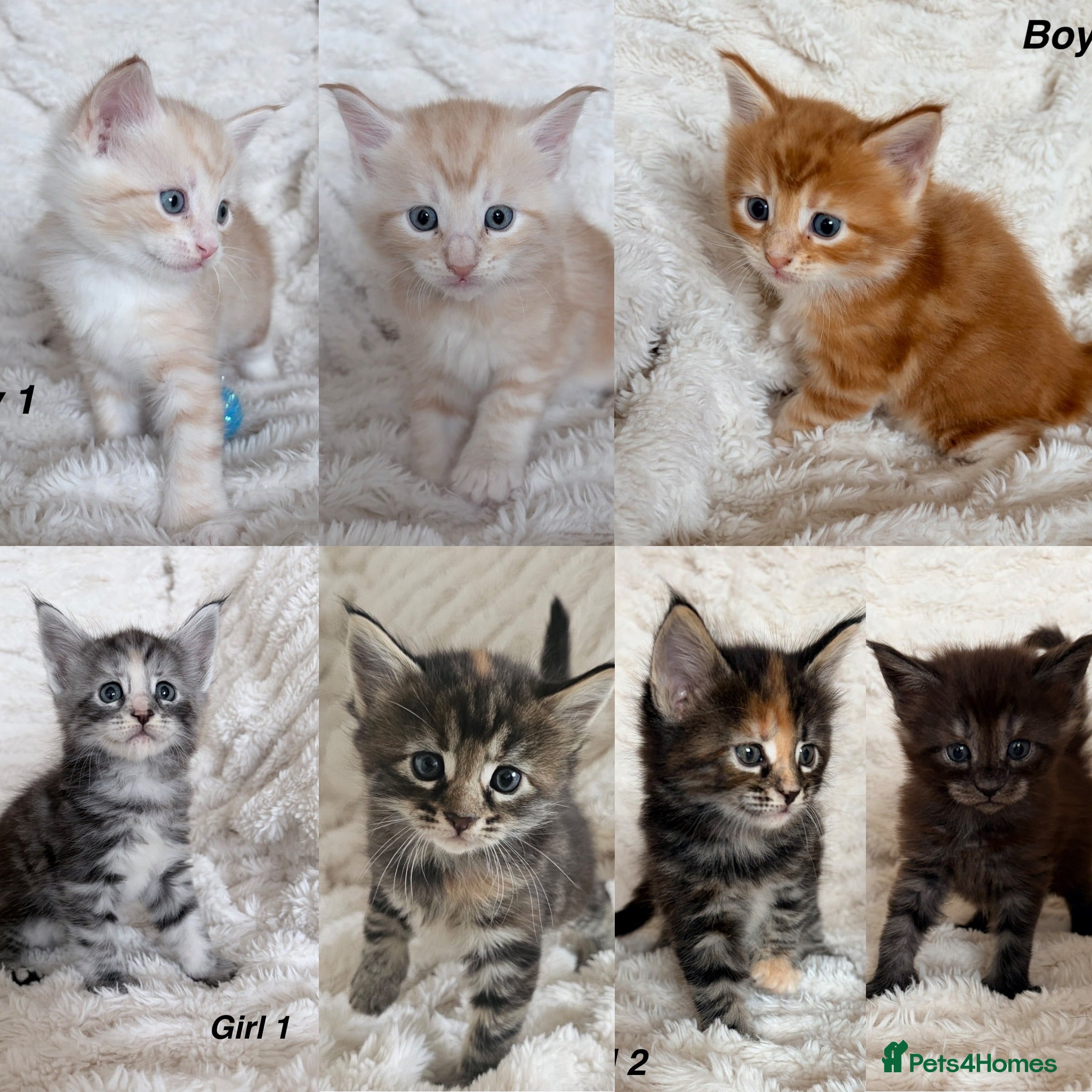 Maine Coon cats Maine coon kittens ready to reserve  - Advert 1