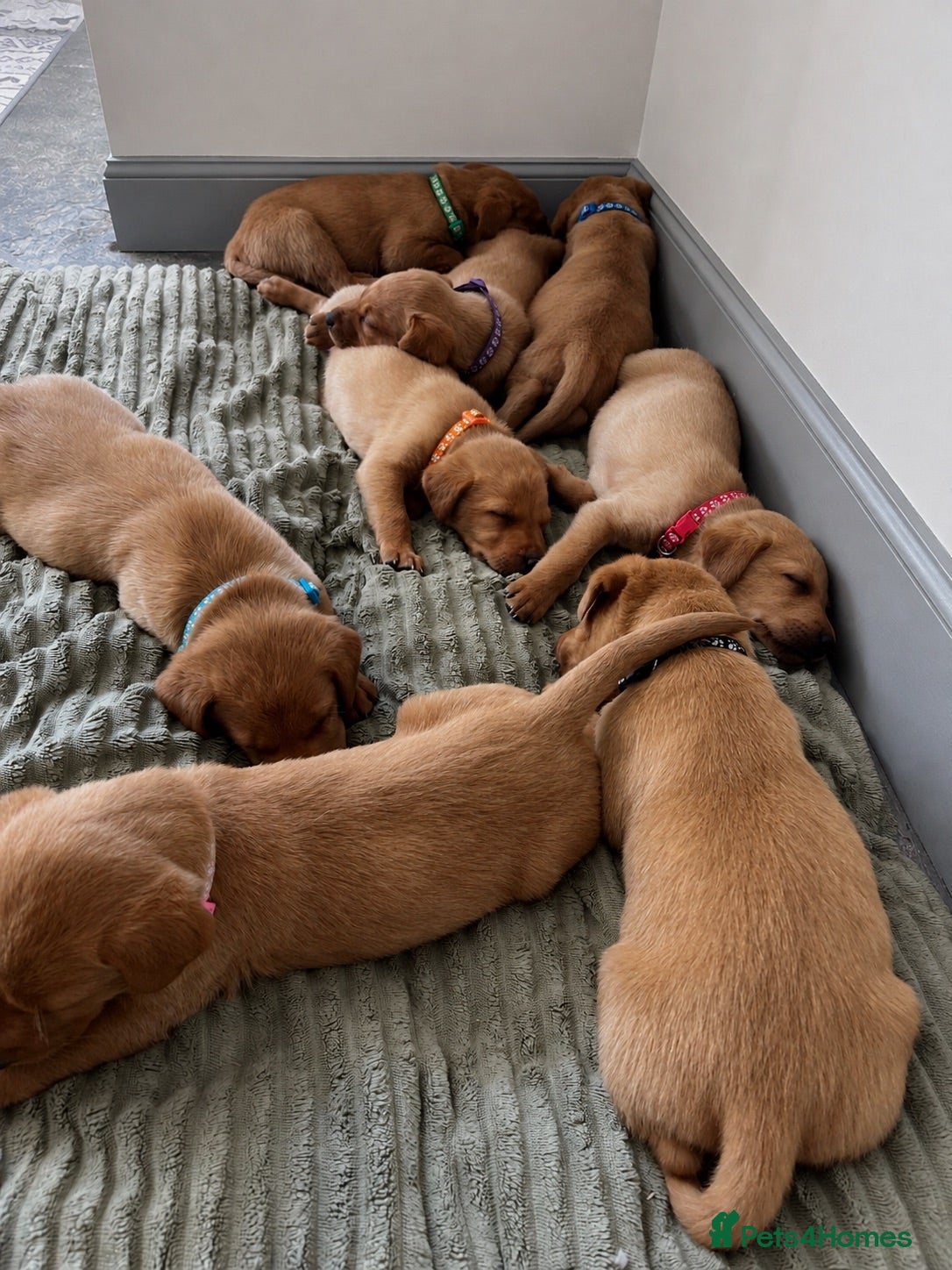 Labrador Retriever dogs 6 male Fox Red Labrador Puppies  - Advert 2