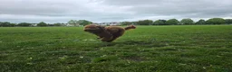 Cockapoo dogs for sale: Beautiful True Teddy Face Curly Cockapoo Puppies - Advert 23