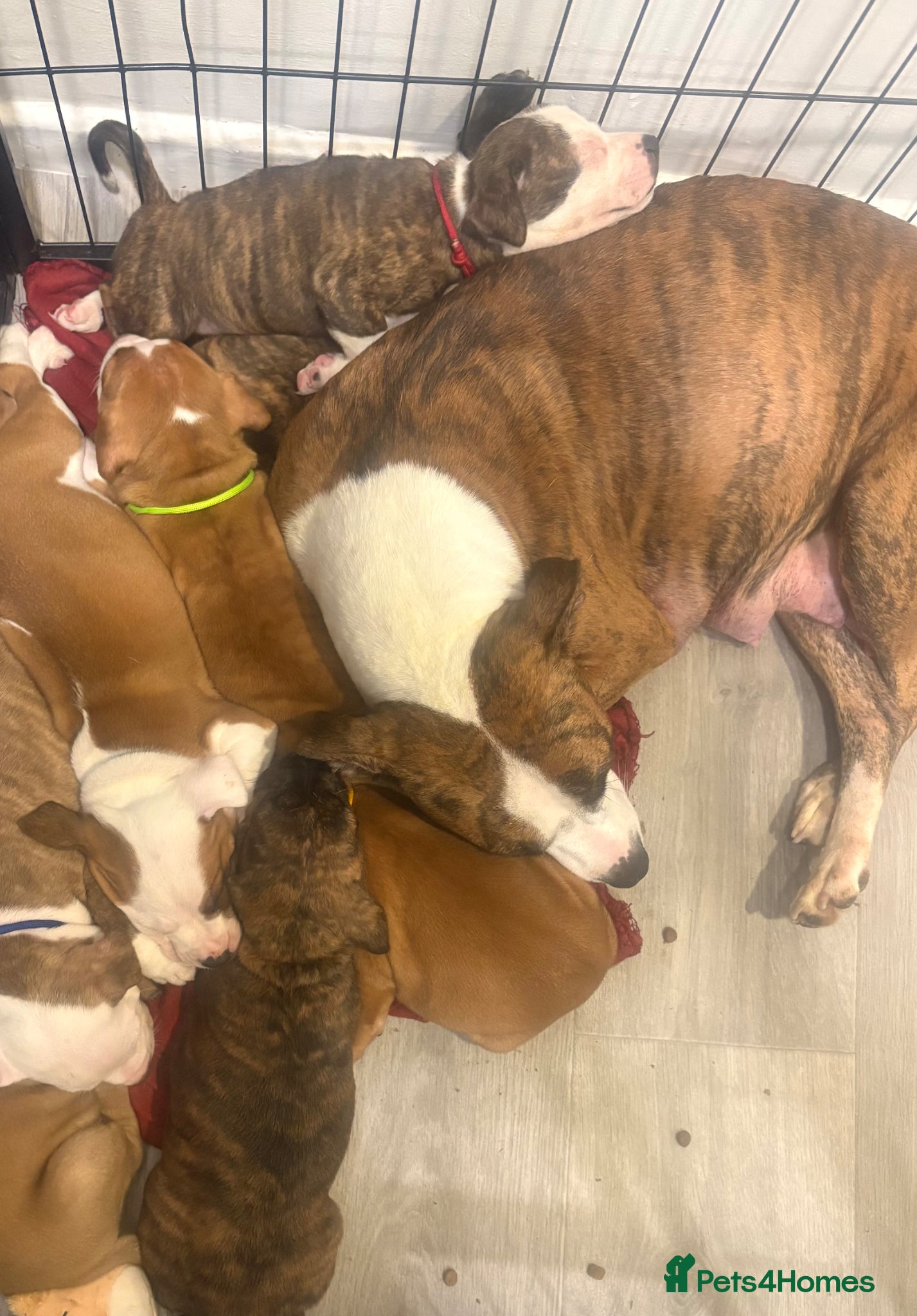 Staffordshire Bull Terrier dogs Stunning litter of staffies  - Advert 3