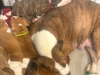 Staffordshire Bull Terrier dogs Stunning litter of staffies - Advert 3