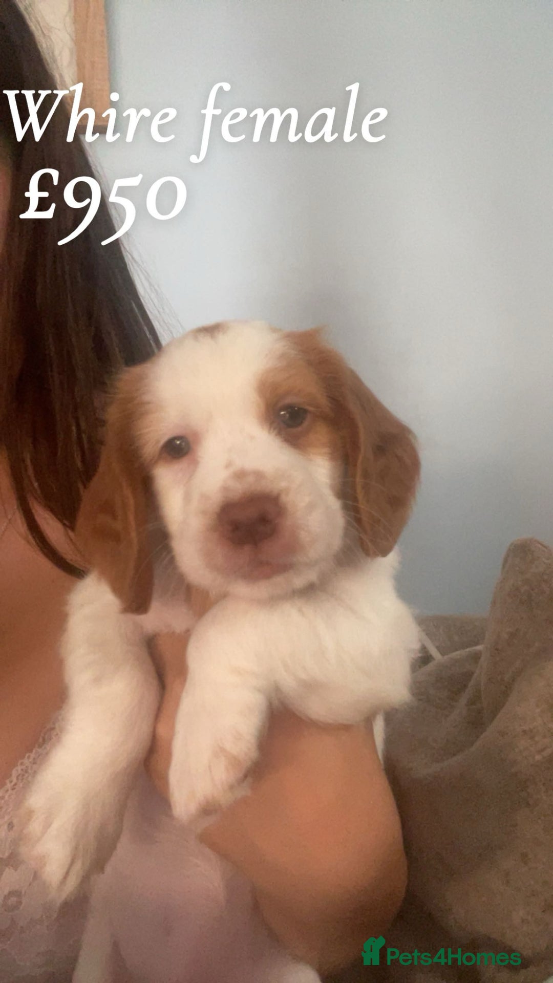 English Springer Spaniel dogs for sale: Gorgeous springer spaniel pups  - Image 8