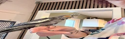 Cockatiels birds for sale: Hand rear cockatiels ready now!  - Advert 2