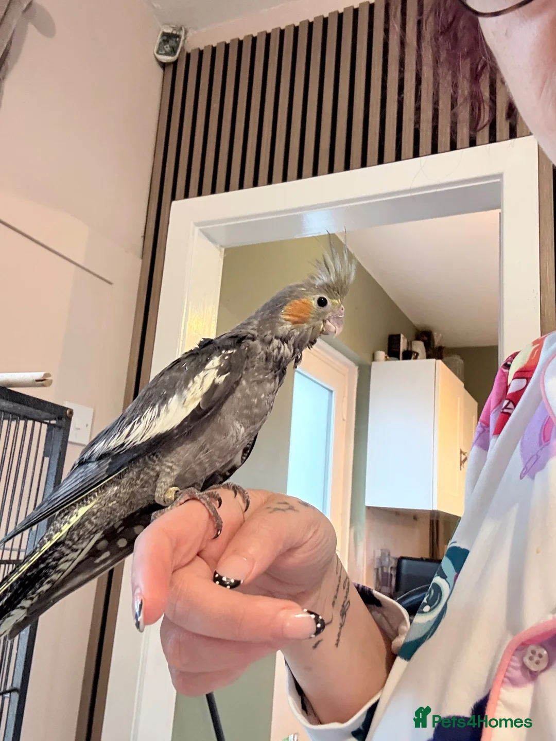 Cockatiels birds for sale: Hand rear cockatiels ready now!  - Advert 2