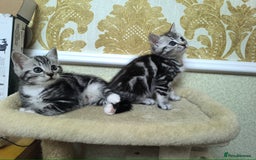Mixed Breed cats for sale: Mixed bread kittens - Image 5