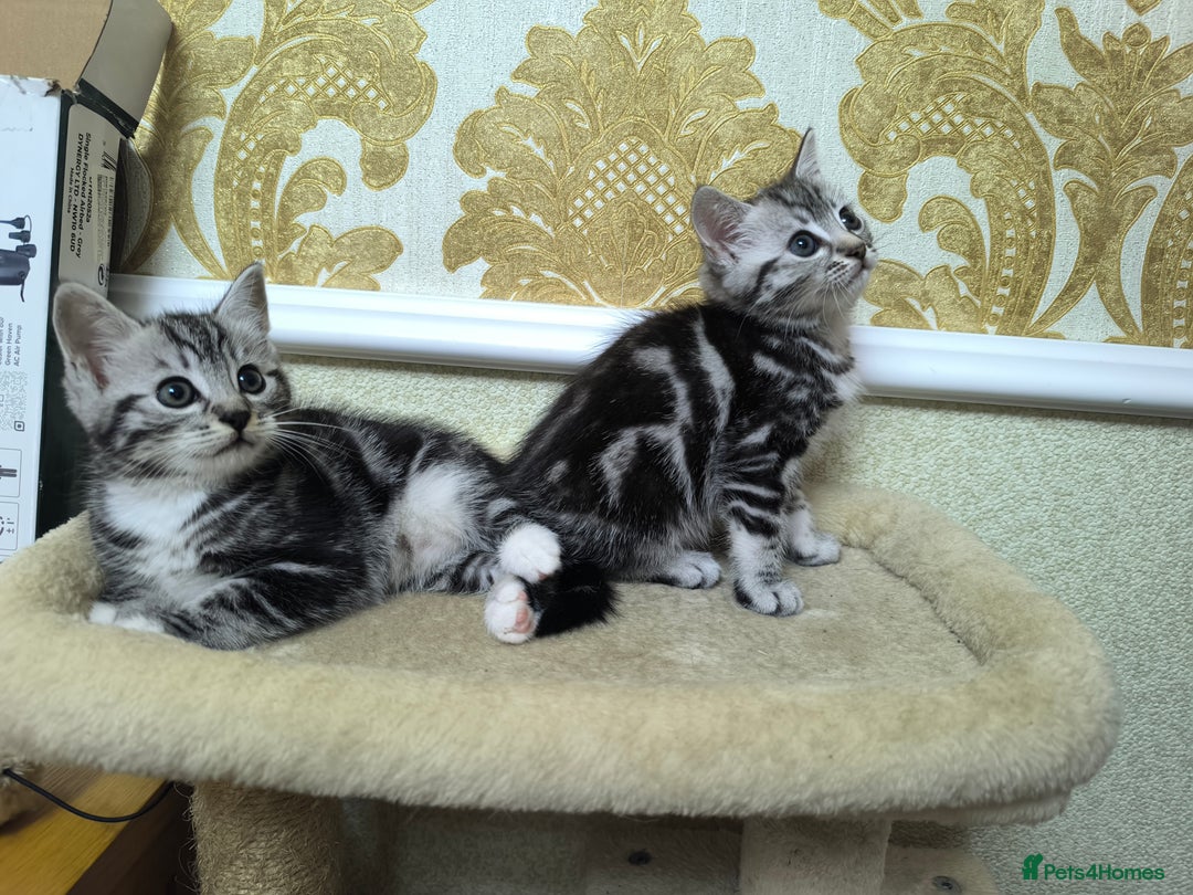 Mixed Breed cats for sale: Mixed bread kittens - Image 5