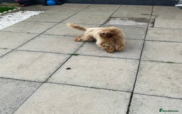 Mixed Breed dogs for sale: Labadoodle - Image 3