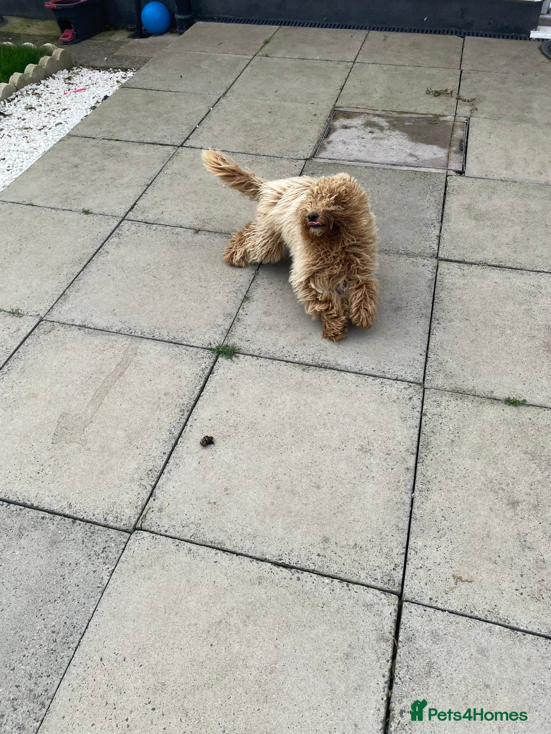 Mixed Breed dogs for sale: Labadoodle - Image 3
