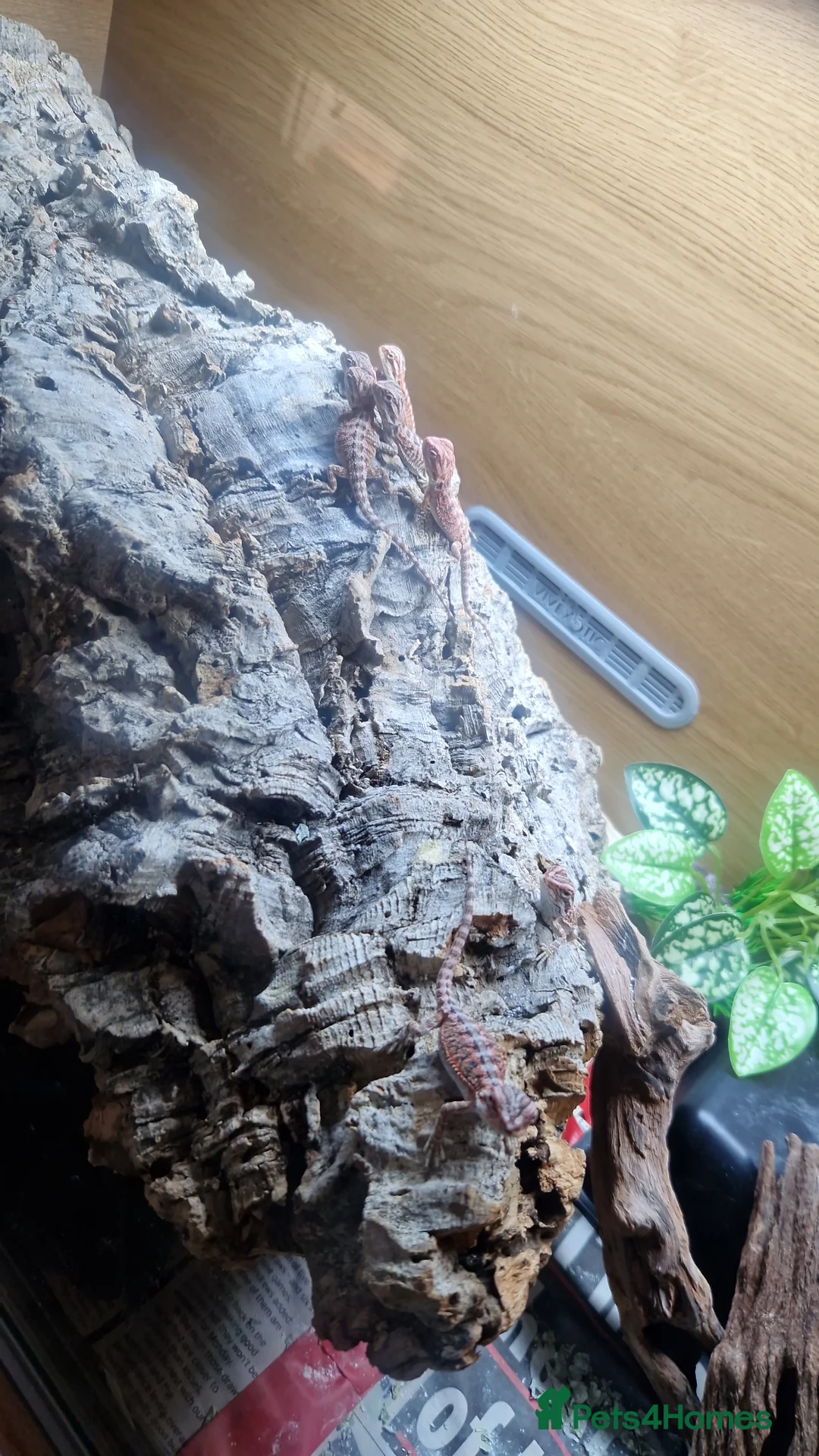Bearded Dragon reptiles for sale: Bearded dragon baby's for sale  - Advert 2