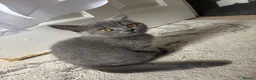 British Shorthair cats for sale: 🐾 2 beautiful British blue shorthair girls🐾 - Advert 17